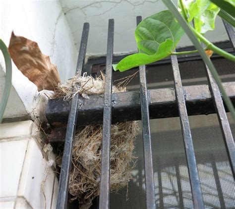 如何讓鳥來築巢|【鳥在窗户築巢怎麼辦】巧解鳥在窗户築巢困擾：3招輕鬆驅走小。